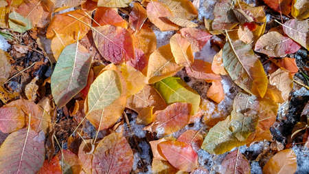 Colorful autumn leaves. Natural backgroundの写真素材