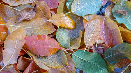 Colorful autumn leaves. Natural backgroundの写真素材