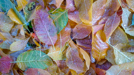 Colorful autumn leaves. Natural backgroundの写真素材