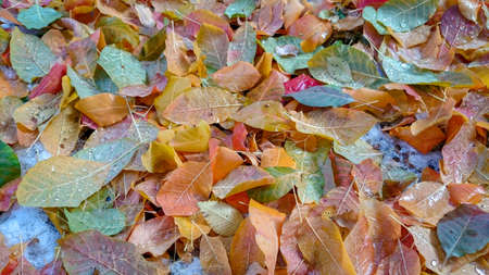 Colorful autumn leaves. Natural backgroundの写真素材