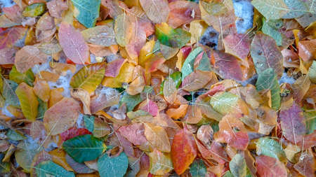 Colorful autumn leaves. Natural backgroundの写真素材