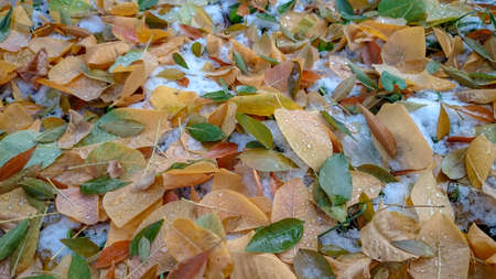 Colorful autumn leaves. Natural backgroundの写真素材