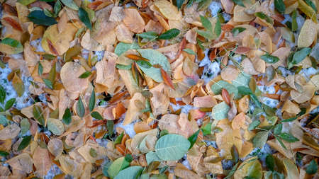 Colorful autumn leaves. Natural backgroundの写真素材