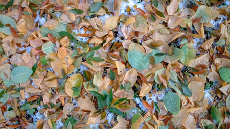 Colorful autumn leaves. Natural backgroundの写真素材