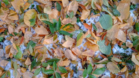 Colorful autumn leaves. Natural backgroundの写真素材