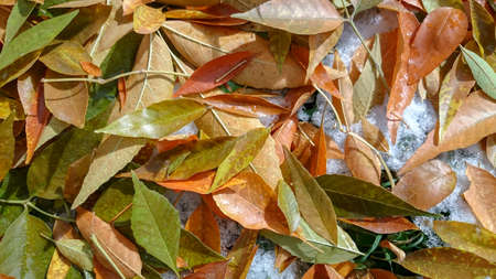 Colorful autumn leaves. Natural backgroundの写真素材