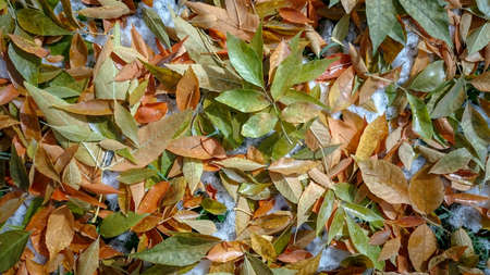 Colorful autumn leaves. Natural backgroundの写真素材