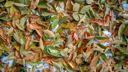 Colorful autumn leaves. Natural backgroundの写真素材