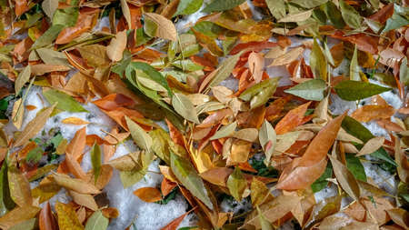 Colorful autumn leaves. Natural backgroundの写真素材