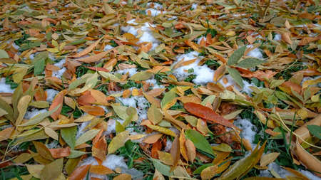 Colorful autumn leaves. Natural backgroundの写真素材