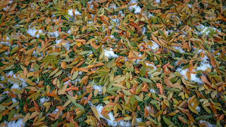 Colorful autumn leaves. Natural backgroundの写真素材