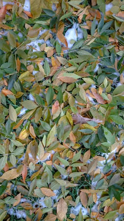 Colorful autumn leaves. Natural backgroundの写真素材