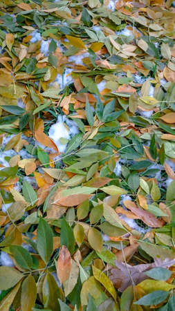 Colorful autumn leaves. Natural backgroundの写真素材