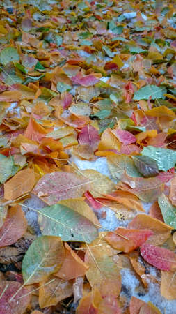 Colorful autumn leaves. Natural backgroundの写真素材