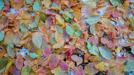 Colorful autumn leaves. Natural backgroundの写真素材