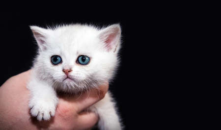 White fluffy kitten on his hands. On a black background. for advertising nursery or zoo products. British breed.の写真素材