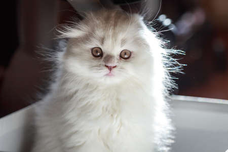 Fluffy white kitten, with hanging ears. Cute, beloved, beautiful kitten close-up. Portrait of a cat.の写真素材
