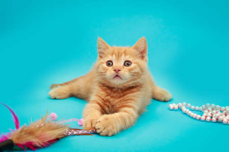 Playful red kitten on a blue background. British chinchilla. Little beautiful cat. Portrait of a kitten for advertising.の写真素材