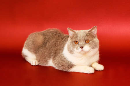 Beautiful cat on a red background. Purebred cat, British. calm animal.の写真素材