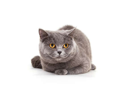 Beautiful blue cat on a white background. Purebred cat, British. Plump, calm animal.の写真素材
