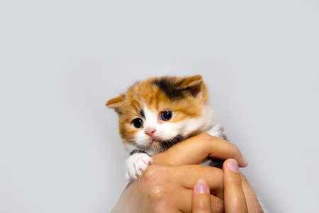 Fluffy kitten in the hands of man. Closeup portrait of a cat. The concept of pets and cats. Romantic kitten.の写真素材