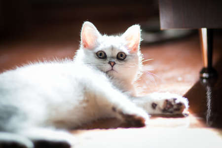Fluffy white kitten. Cute, beloved, beautiful kitten close-up. British cat. Kitten in the natural...