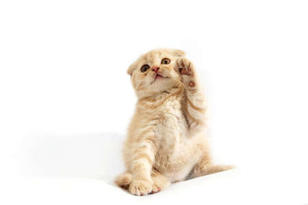 Fluffy kitten on a white background. Closeup portrait of a cat. The concept of pets and cats. Romantic kitten.の写真素材