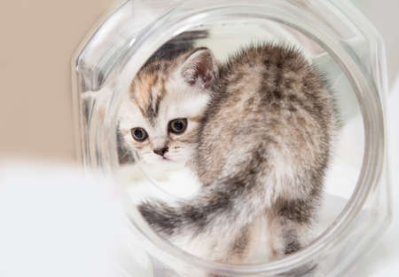 Fluffy gray kitten in a round jar. Portrait of a cat close-up, view from the back. The concept of pets and cats. Romantic kitten.の写真素材