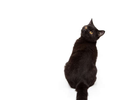 Playful black cat. On a white background. beautiful purebred animal.の写真素材