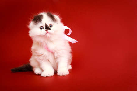 Fluffy kitten on a red background. Closeup portrait of a cat. The concept of pets and cats. Romantic kitten.の写真素材
