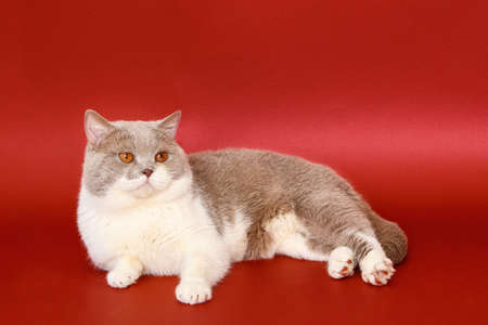 Beautiful cat on a red background. Purebred cat, British. calm animal.の写真素材