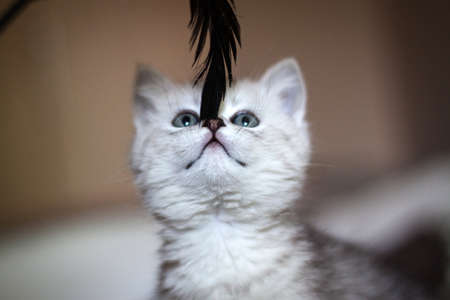 Fluffy white kitten. Cute, beloved, beautiful kitten close-up. Portrait of a cat. Scottish Straight Kitty in a natural setting at home.の写真素材