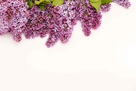 The beautiful lilac on white background. Place to insert text. Spring background. Flat, top view.