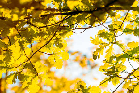 Oak leaves against the sky, illuminated by the sun. Spring and summer background. Natural spring...
