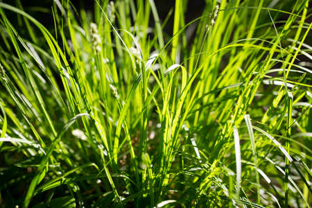 Green grass, texture. Spring and summer background. Element of design. Background for social...