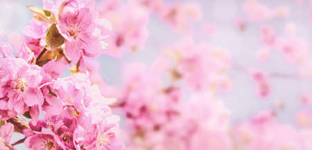 Flowering of the apple tree. Spring background of blooming flowers. White and pink flowers. Beautiful nature scene with a flowering tree. Spring flowers. Beautiful garden. Abstract blurred backgroundの写真素材