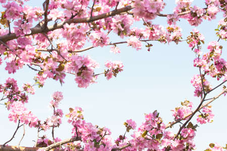 Flowering of the apple tree. Spring background of blooming flowers. White and pink flowers....