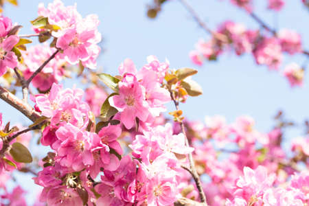 Flowering of the apple tree. Spring background of blooming flowers. White and pink flowers....
