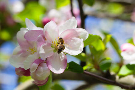 Flowering of the apple tree. Spring background of blooming flowers. White and pink flowers....