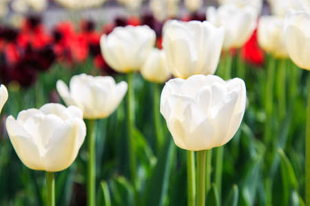 Beautiful tulips in the garden. Bright red flowers. Spring and summer background. Natural spring background.の写真素材