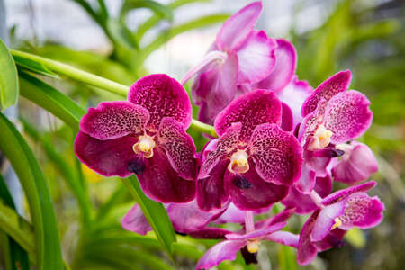 Beautiful red orchid flower growing in the garden on a background of other flowers. For use in a...