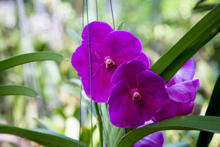 Beautiful red orchid flower growing in the garden on a background of other flowers. For use in a...
