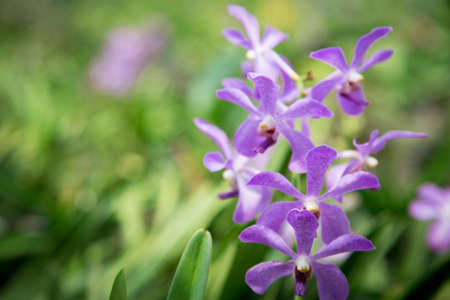 Beautiful red orchid flower growing in the garden on a background of other flowers. For use in a...