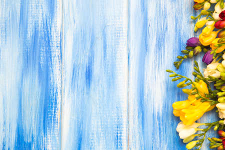 Spring background. Beautiful spring freesia flowers on a blue wooden background. Place for text,...
