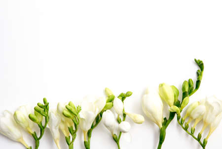 Spring background. Beautiful spring freesia flowers on a white background. Place for text, close-up.の写真素材