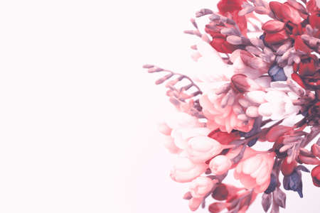 Spring background. Beautiful spring freesia flowers on a white background. Place for text, close-up.の写真素材