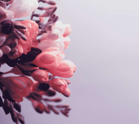 Spring background. Beautiful spring freesia flowers on a white background. Place for text, close-up.の写真素材