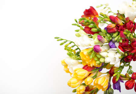 Spring background. Beautiful spring freesia flowers on a white background. Place for text, close-up.