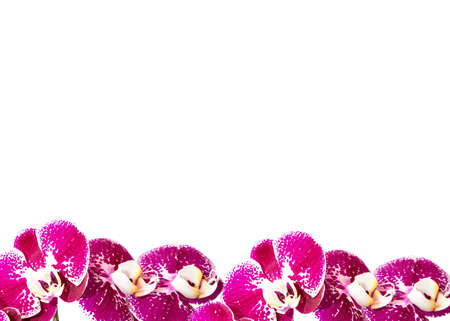 Flowers orchids. Background with a bouquet of flowers. For bloggers, congratulations, cards, banners Intstagramの写真素材
