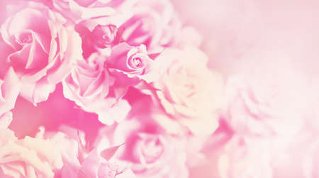 Delicate background with a rose. Pastel background, calm colors. Sweet color roses in soft style for backgroundの写真素材